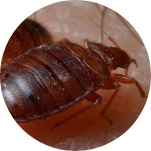 Charlotte NC Best Bed bug exterminator control